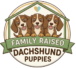 DachShund Puppies
