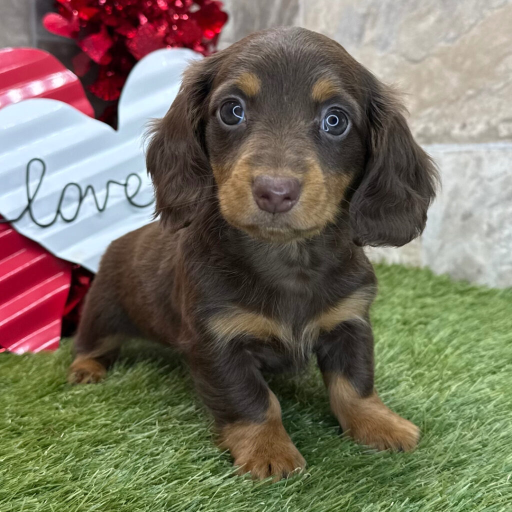 DACHSHUND PUPPIES